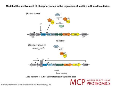 Model of the involvement of phosphorylation in the regulation of motility in S. acidocaldarius. Model of the involvement of phosphorylation in the regulation.