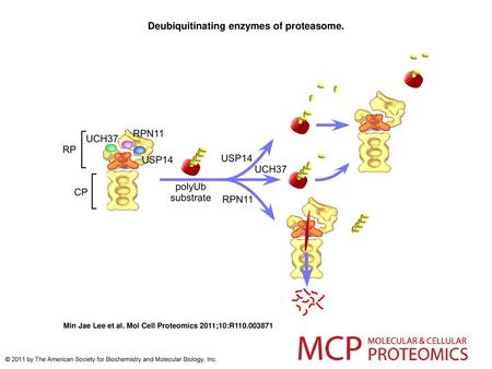 Deubiquitinating enzymes of proteasome.
