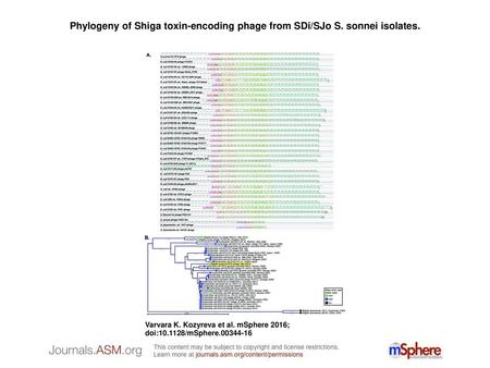Phylogeny of Shiga toxin-encoding phage from SDi/SJo S. sonnei isolates. Phylogeny of Shiga toxin-encoding phage from SDi/SJo S. sonnei isolates. (A) progressiveMauve.