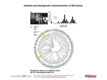 Isolation and phylogenetic characterization of ISS strains.