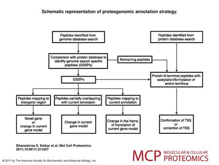 Schematic representation of proteogenomic annotation strategy.