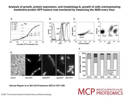 Analysis of growth, protein expression, and morphology