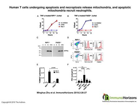 Human T cells undergoing apoptosis and necroptosis release mitochondria, and apoptotic mitochondria recruit neutrophils. Human T cells undergoing apoptosis.