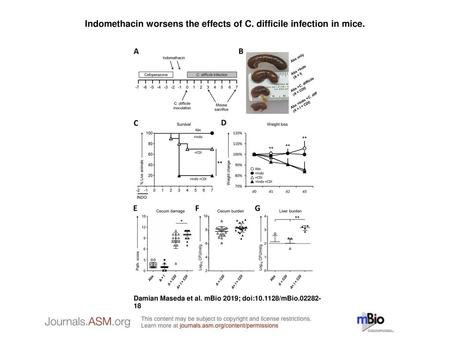 Indomethacin worsens the effects of C. difficile infection in mice.