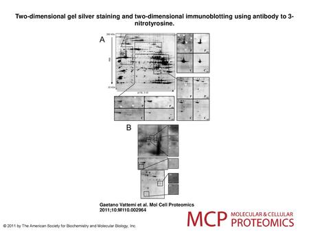 Two-dimensional gel silver staining and two-dimensional immunoblotting using antibody to 3-nitrotyrosine. Two-dimensional gel silver staining and two-dimensional.