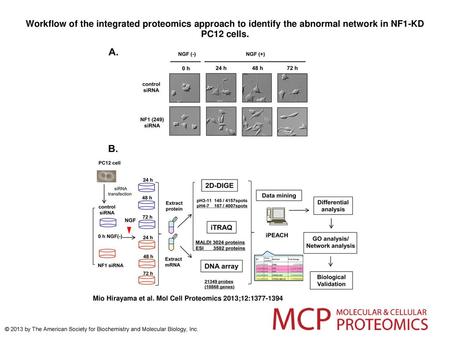 Workflow of the integrated proteomics approach to identify the abnormal network in NF1-KD PC12 cells. Workflow of the integrated proteomics approach to.