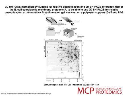 2D BN-PAGE methodology suitable for relative quantification and 2D BN-PAGE reference map of the E. coli cytoplasmic membrane proteome.A, to be able to.