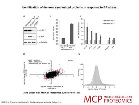 Identification of de novo synthesized proteins in response to ER stress. Identification of de novo synthesized proteins in response to ER stress.A, HeLa.