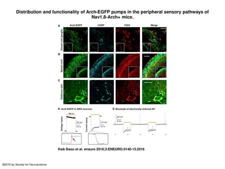 Distribution and functionality of Arch-EGFP pumps in the peripheral sensory pathways of Nav1.8-Arch+ mice. Distribution and functionality of Arch-EGFP.