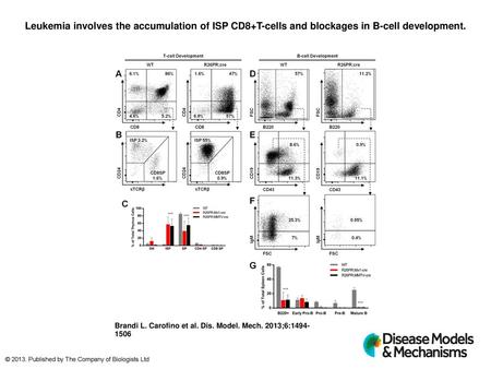 Leukemia involves the accumulation of ISP CD8+T-cells and blockages in B-cell development. Leukemia involves the accumulation of ISP CD8+T-cells and blockages.