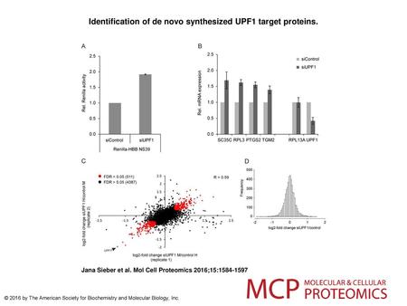 Identification of de novo synthesized UPF1 target proteins.