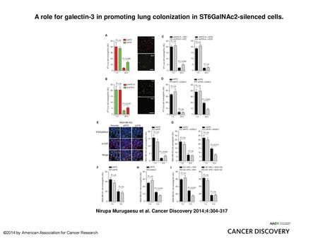 A role for galectin-3 in promoting lung colonization in ST6GalNAc2-silenced cells. A role for galectin-3 in promoting lung colonization in ST6GalNAc2-silenced.
