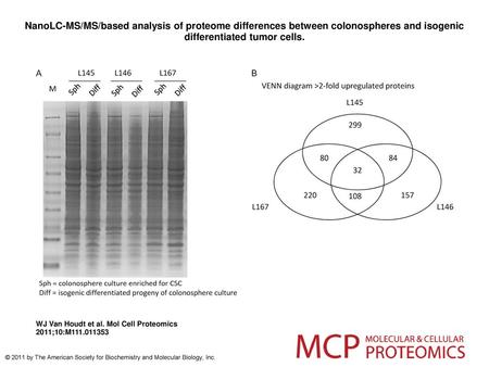 NanoLC-MS/MS/based analysis of proteome differences between colonospheres and isogenic differentiated tumor cells. NanoLC-MS/MS/based analysis of proteome.