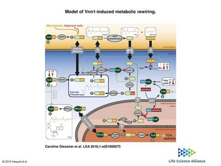 Model of Vnn1-induced metabolic rewiring.