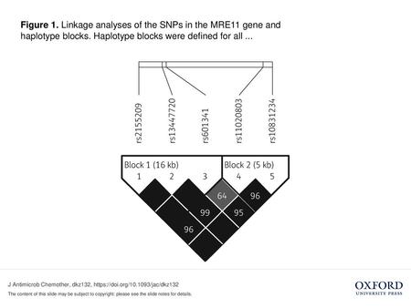 Figure 1. Linkage analyses of the SNPs in the MRE11 gene and haplotype blocks. Haplotype blocks were defined for all ... Figure 1. Linkage analyses of.
