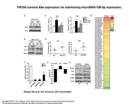 FIP200 controls Bak expression via maintaining microRNA1198-5p expression. FIP200 controls Bak expression via maintaining microRNA1198-5p expression. (A)