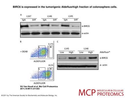 BIRC6 is expressed in the tumorigenic Aldefluorhigh fraction of colonosphere cells. BIRC6 is expressed in the tumorigenic Aldefluorhigh fraction of colonosphere.