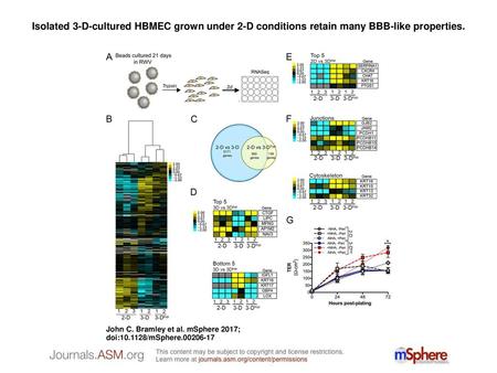 Isolated 3-D-cultured HBMEC grown under 2-D conditions retain many BBB-like properties. Isolated 3-D-cultured HBMEC grown under 2-D conditions retain many.