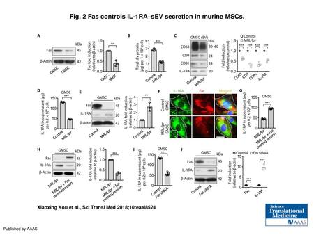 Fig. 2 Fas controls IL-1RA–sEV secretion in murine MSCs.