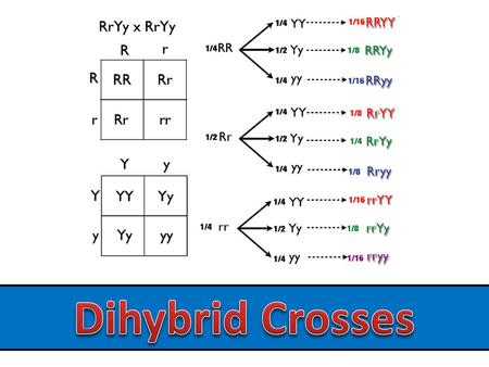Dihybrid Crosses.