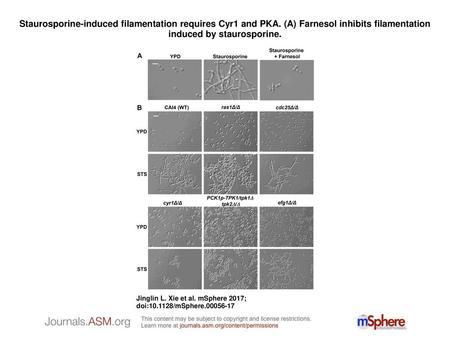 Staurosporine-induced filamentation requires Cyr1 and PKA