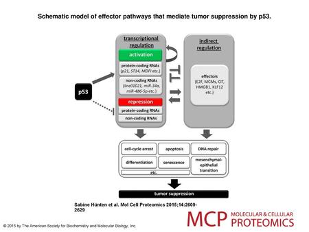 Schematic model of effector pathways that mediate tumor suppression by p53. Schematic model of effector pathways that mediate tumor suppression by p53.