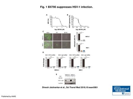 Fig. 1 BX795 suppresses HSV-1 infection.