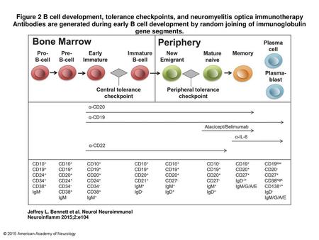 Figure 2 B cell development, tolerance checkpoints, and neuromyelitis optica immunotherapy Antibodies are generated during early B cell development by.