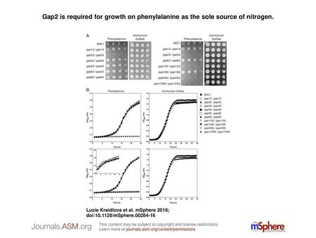 Gap2 is required for growth on phenylalanine as the sole source of nitrogen. Gap2 is required for growth on phenylalanine as the sole source of nitrogen.