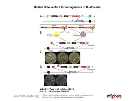 Unified Solo vectors for mutagenesis in C. albicans.