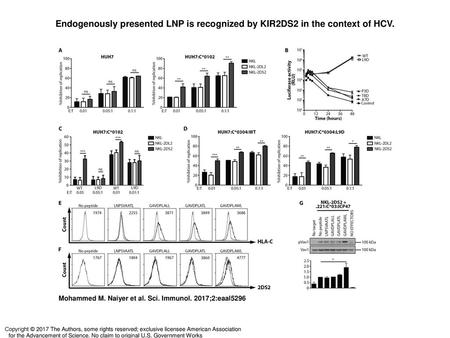 Endogenously presented LNP is recognized by KIR2DS2 in the context of HCV. Endogenously presented LNP is recognized by KIR2DS2 in the context of HCV. (A)