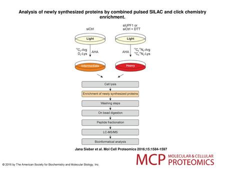 Analysis of newly synthesized proteins by combined pulsed SILAC and click chemistry enrichment. Analysis of newly synthesized proteins by combined pulsed.
