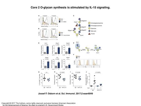 Core 2 O-glycan synthesis is stimulated by IL-15 signaling.