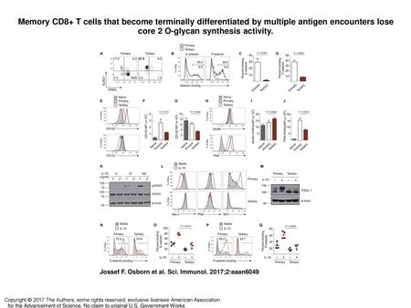Memory CD8+ T cells that become terminally differentiated by multiple antigen encounters lose core 2 O-glycan synthesis activity. Memory CD8+ T cells that.