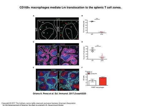 CD169+ macrophages mediate Lm translocation to the splenic T cell zones. CD169+ macrophages mediate Lm translocation to the splenic T cell zones. (A) Confocal.