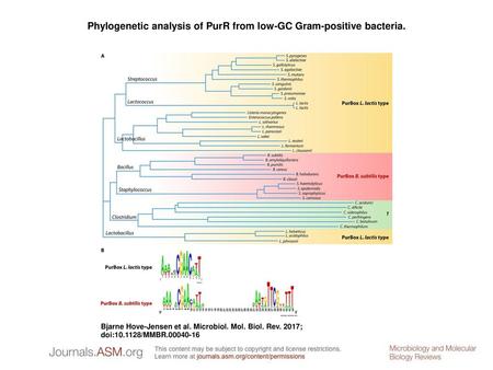 Phylogenetic analysis of PurR from low-GC Gram-positive bacteria.