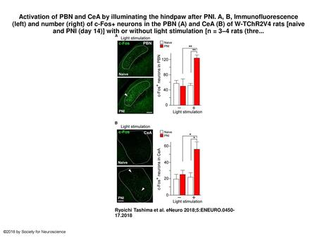Activation of PBN and CeA by illuminating the hindpaw after PNI