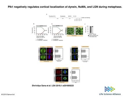 Plk1 negatively regulates cortical localization of dynein, NuMA, and LGN during metaphase. Plk1 negatively regulates cortical localization of dynein, NuMA,