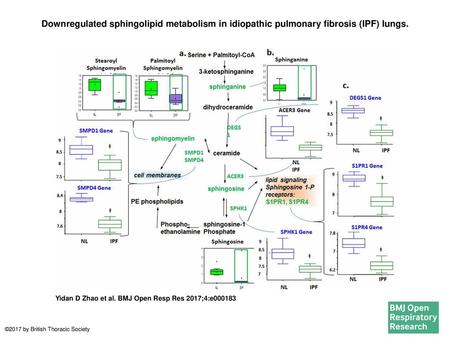 Downregulated sphingolipid metabolism in idiopathic pulmonary fibrosis (IPF) lungs. Downregulated sphingolipid metabolism in idiopathic pulmonary fibrosis (IPF)