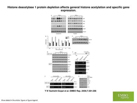 Histone deacetylase 1 protein depletion affects general histone acetylation and specific gene expression. Histone deacetylase 1 protein depletion affects.