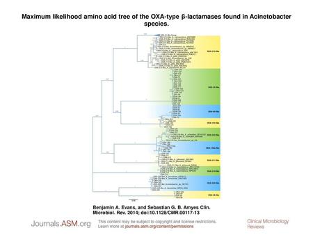 Maximum likelihood amino acid tree of the OXA-type β-lactamases found in Acinetobacter species. Maximum likelihood amino acid tree of the OXA-type β-lactamases.