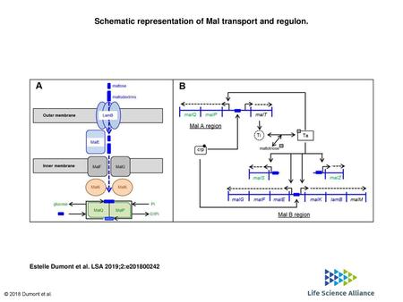 Schematic representation of Mal transport and regulon.