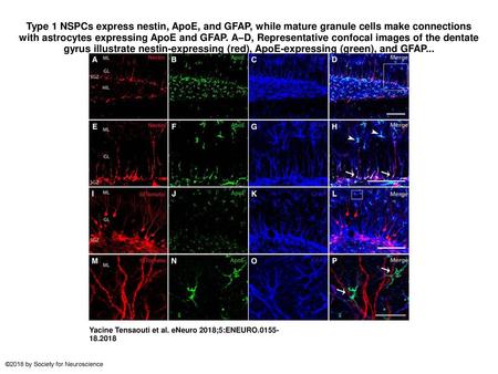 Type 1 NSPCs express nestin, ApoE, and GFAP, while mature granule cells make connections with astrocytes expressing ApoE and GFAP. A–D, Representative.