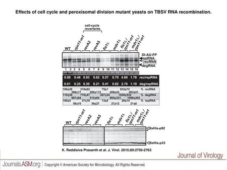 Effects of cell cycle and peroxisomal division mutant yeasts on TBSV RNA recombination. Effects of cell cycle and peroxisomal division mutant yeasts on.
