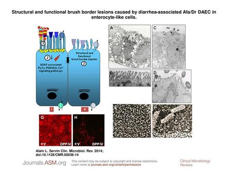 Structural and functional brush border lesions caused by diarrhea-associated Afa/Dr DAEC in enterocyte-like cells. Structural and functional brush border.