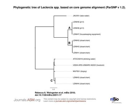 Phylogenetic tree of Leclercia spp