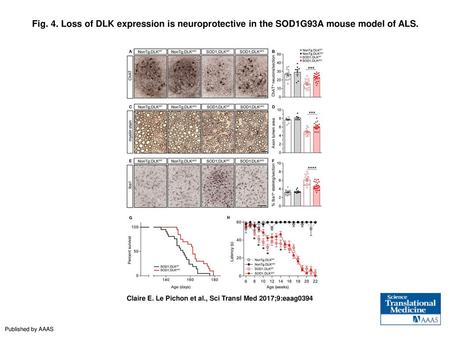 Fig. 4. Loss of DLK expression is neuroprotective in the SOD1G93A mouse model of ALS. Loss of DLK expression is neuroprotective in the SOD1G93A mouse model.
