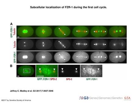 Subcellular localization of FZR-1 during the first cell cycle.