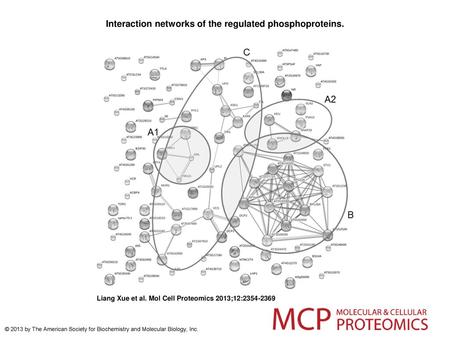 Interaction networks of the regulated phosphoproteins.
