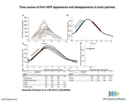 Time course of Fim1-GFP appearance and disappearance in actin patches.